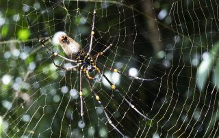 Nephila pilipes