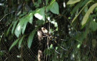 Nephila pilipes