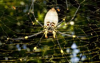 Nephila pilipes