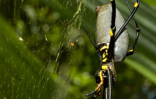 Nephila pilipes