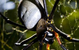 Nephila pilipes