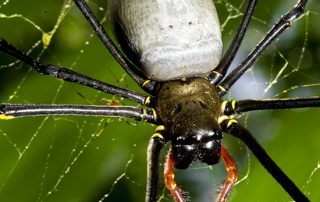 Nephila pilipes